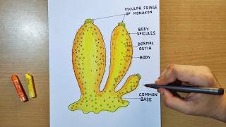 sycon diagram drawing  how to draw sycon easily  how to draw sycon labelled diagram [upl. by Quartas]