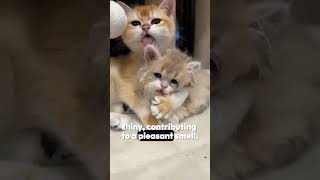 why Do Cats Smell So Good؟😻factscatpetscatlover trendingshortsyoutubeshorts dailyfacts [upl. by Morel]