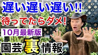 【少ない！速い！もう終わり】この秋買えない物がたくさん出そうです。。。 【カーメン君】【園芸】【ガーデニング】【初心者】 [upl. by Koloski]