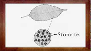 Biologie Clasa a 5a Lectia Alcatuirea frunzei [upl. by Anaihsat]