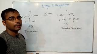 Kinase amp phosphatase [upl. by Ysdnyl73]