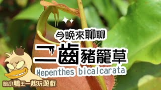 20240810ă€”čť•č©±ĺŻ¦čŞŞă€•äşŚé˝’č±¬ç± čŤ‰ Nepenthes bicalcarata [upl. by Annauqahs]