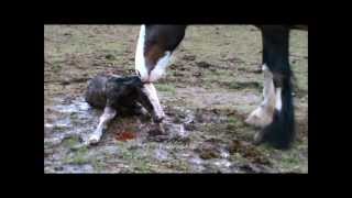 Angel gives birth 6th March 2012wmv [upl. by Nightingale796]