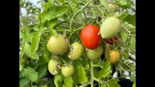 Come Crescere Pomodori sul Balcone Ciliegino [upl. by Pam]