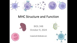 Immunology Fall 2024 Lecture 17 MHC Structure and Function [upl. by Idnaj114]