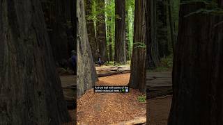 🌲 Founders Grove  Avenue of the Giants 🌳 Redwood National Park California [upl. by Silrak]