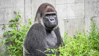 S1E124 🦍I showed Monta videos of Momoko Komomo Momoka amp Rola⎮Solitary Silverback⎮CHIBA ZOO [upl. by Ahsilrac]