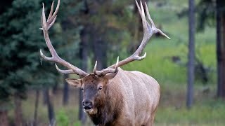 Largest Elk Bull Sheds His Antlers [upl. by Nnasor]