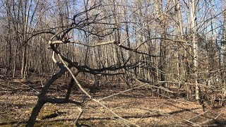 Winter Pruning of Winterberry Ilex verticillata [upl. by Ganley677]