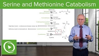 Serine Family and Methionine Catabolism – Biochemistry  Lecturio [upl. by Airetal]