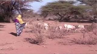 Somalie  cinq millions de personnes menacées de famine en 2017 représentant spécial adjoint du… [upl. by Shaddock]