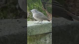 Codirosso spazzacaminoquotPhoenicurus Ochurosquotbirds naturevideo [upl. by Grefer]