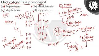 Dictyotene is a prolonged a leptotene b diakinesis c diplotene [upl. by Atipul]