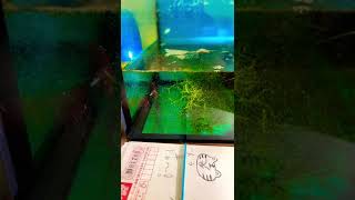 Infusoria free food for betta fry [upl. by Manthei]