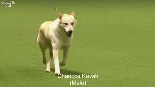 Best Of Breed Utility GroupCANAAN DOG [upl. by Ordnas]