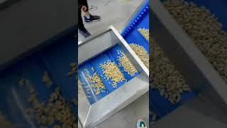 Automatic Cashew Nut Roasting Plant Cashew Processing Machine [upl. by Vasiliu366]