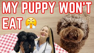 Why Your Puppy Wont Eat  Vet Explains [upl. by Aiciruam]