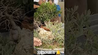 seguimos liados entre arbolitos bonsai bonsaiaficionado bonsaiponderosaehn bonsaiponderosa [upl. by Alber497]