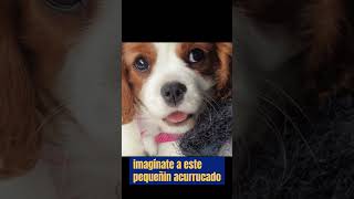 quotTop 10 razas pequeñas 10 King Charles Spaniel cariñoso y pequeño ideal para familiasquot [upl. by Spearman]