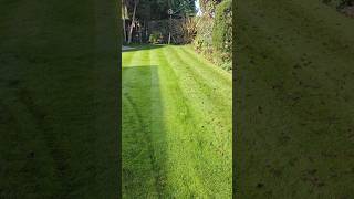 Scarifying and aerating THIS lawn to keep it LUSH [upl. by Tia337]