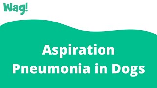 Aspiration Pneumonia in Dogs  Wag [upl. by Yanaj]