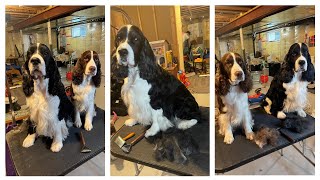 How To Use The Mars Coat King 20 blade Stripper On Your English Springer Spaniel [upl. by Rinna]