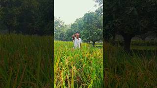 Finish My All Rice😅 shorts comedy funny [upl. by Akeenat]