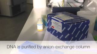 Gel Purifying DNA fragments [upl. by Rebel766]