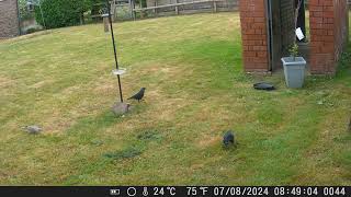 Jackdaws hang out with Collared Dove [upl. by Jaymee]