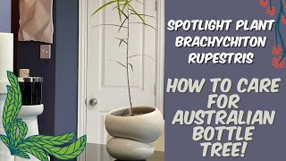 383 PlantMas Spotlighting My New Australian Bottle Tree Brachychiton rupestris  Care Tips [upl. by Natka]