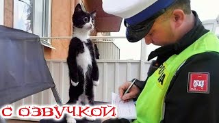 Приколы с котами СМЕШНЫЕ КОТЫ И СОБАКИ С озвучкой Смешные животные [upl. by Ayaros927]