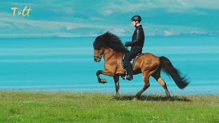 5 gaits of the Icelandic horse [upl. by Juliana]