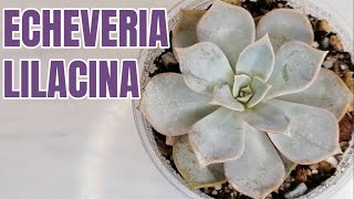 suculentas echeveria lilacina donsuculento [upl. by Refinney]