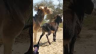 animals donkey goat funny donkeyfarm wildlife donkeysanctuary pets nature youtubeshorts [upl. by Mendez]