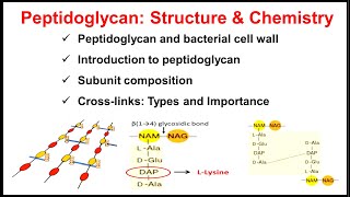 Peptidoglycan  Structure and Chemistry of Peptidoglycan  Part2 of Bacterial Cell Wall [upl. by Tilden]