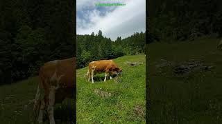 The Cows in alp Switzerland mountains reisen animals Kuh Switzerland short [upl. by Oibirot]