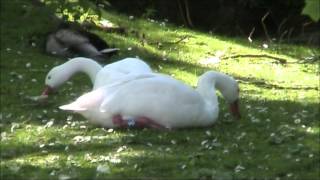 Coscoroba Swan [upl. by Ecilahs867]