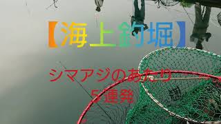 【海上釣堀】シマアジを釣る！あたりの出方５連発♪IN海上釣堀岬 [upl. by Nilekcaj]