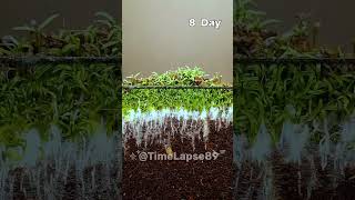 Plant Growing TimeLapse timelapse shorts [upl. by Downe212]