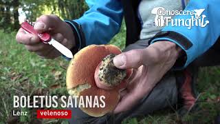 Conoscere i Funghi  Boletus satanas  VELENOSO [upl. by Siednarb184]