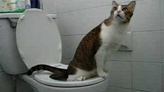 Toilet Trained Cat from Thailand [upl. by Kosiur663]