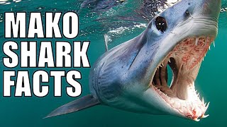 12 Unbelievable Facts About Mako Sharks [upl. by Sacul]