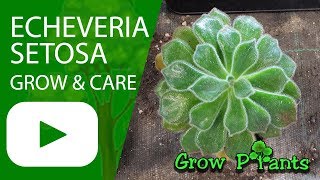 Echeveria setosa  grow amp care Mexican fire cracker [upl. by Earehs640]