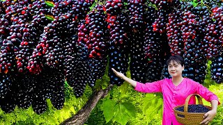 Harvest Black Palm Fruit in forest  Secret cook tasty grilled meat  natural recipes in village [upl. by Adnara]