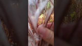 Fluffy Stuffing Inside Fireweed Pods sierranevada wildflowers hiking outdoors nature [upl. by Ydor]