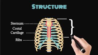 Human Ribs  Structure Sternum Fibrous cartilage Ribs  TrueFalseFloating Ribs  Functions [upl. by Ardnaiek169]