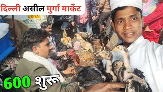 सबसे सस्ता मुर्गा मार्केट दिल्ली  Delhi aseel murga pet market Jama masjid murga market pevar [upl. by Notlrac348]