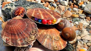 Giant arctic pearl scallops imagine how big their pearls are [upl. by Latisha562]