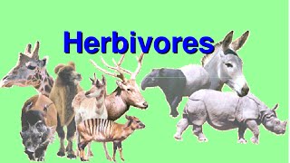 What are Herbivores Video for Kids [upl. by Kciredorb911]