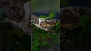 Why Snakes Shed Their Skin  Unraveling the Mystery of Ecdysis 🐍shortvideo shorts facts viral [upl. by Yxor]